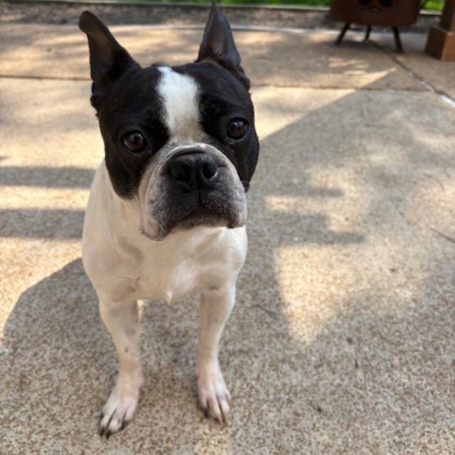 Enlarge Annie - Pending, a ADOPTABLE Boston Terrier in Elkhorn, NE image 3/6