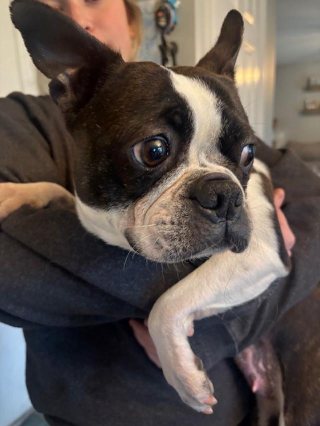 Enlarge Annie in MO, a ADOPTABLE Boston Terrier in Elkhorn, NE image 5/6