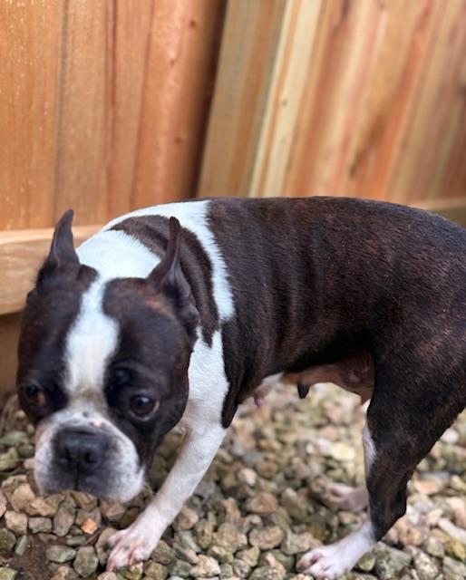 Enlarge Annie in MO, a ADOPTABLE Boston Terrier in Elkhorn, NE image 4/6