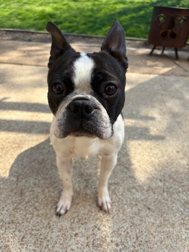 Annie in MO, ADOPTABLE, Young Female Boston Terrier.