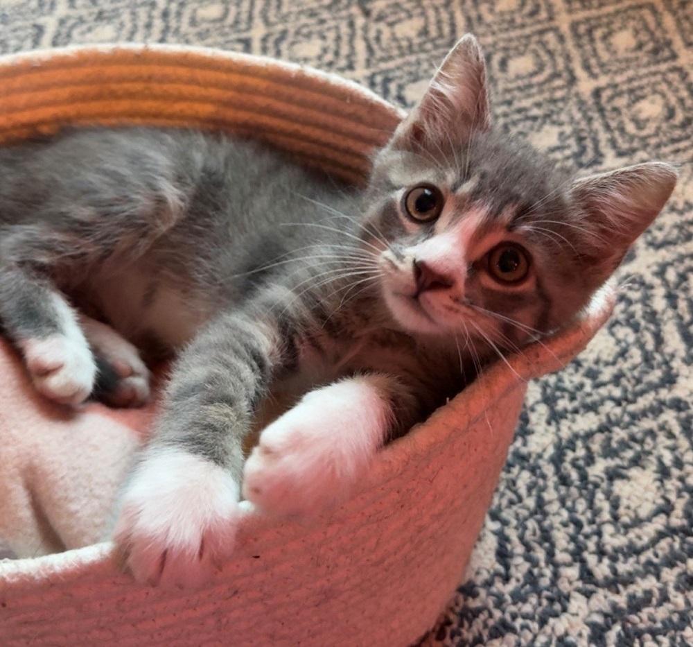 Enlarge Riff, a Adopted Domestic Short Hair in Mason City, IA image 2/5