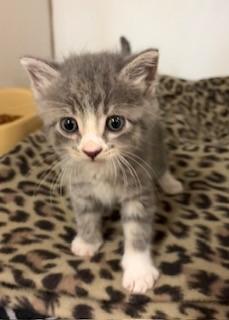 Enlarge Riff, a Adopted Domestic Short Hair in Mason City, IA image 4/5