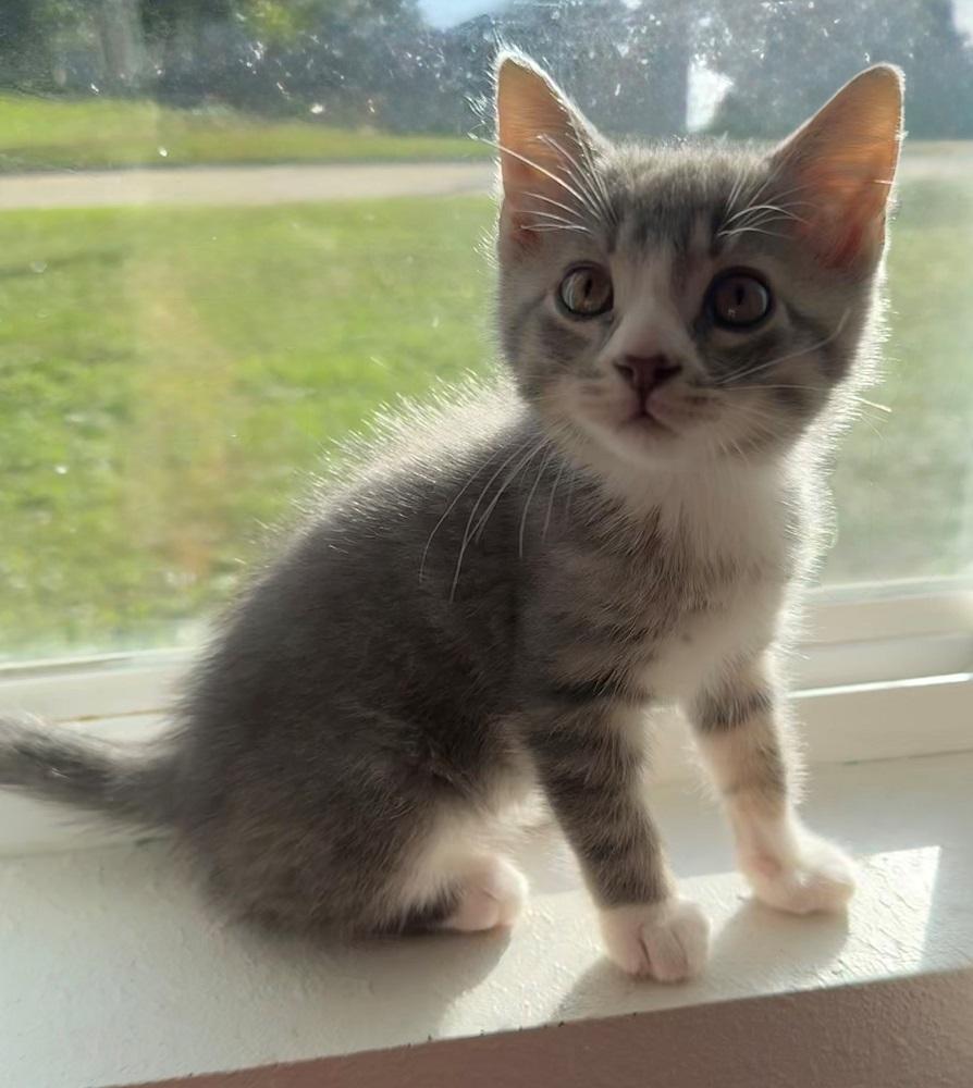 Riff, Adopted, Kitten Female Domestic Short Hair.