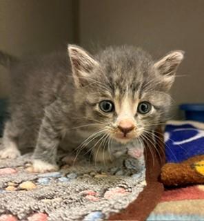 Enlarge Riff, a Adopted Domestic Short Hair in Mason City, IA image 5/5