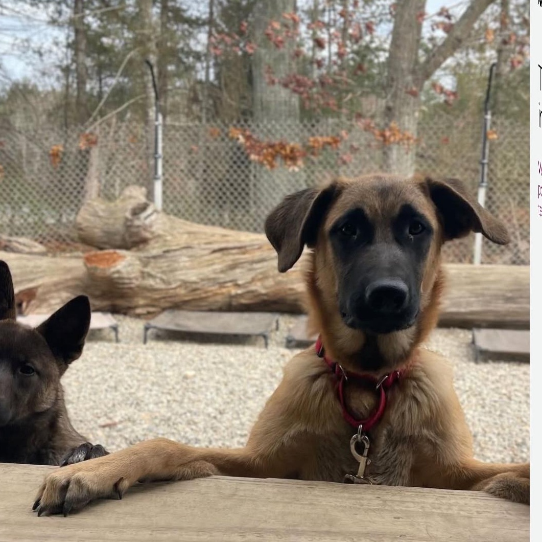 Enlarge Bean, a ADOPTABLE mixed breed in Duxbury, MA image 2/4