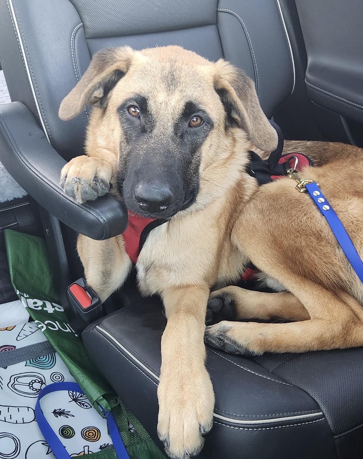 Enlarge Bean, a ADOPTABLE mixed breed in Duxbury, MA image 1/4