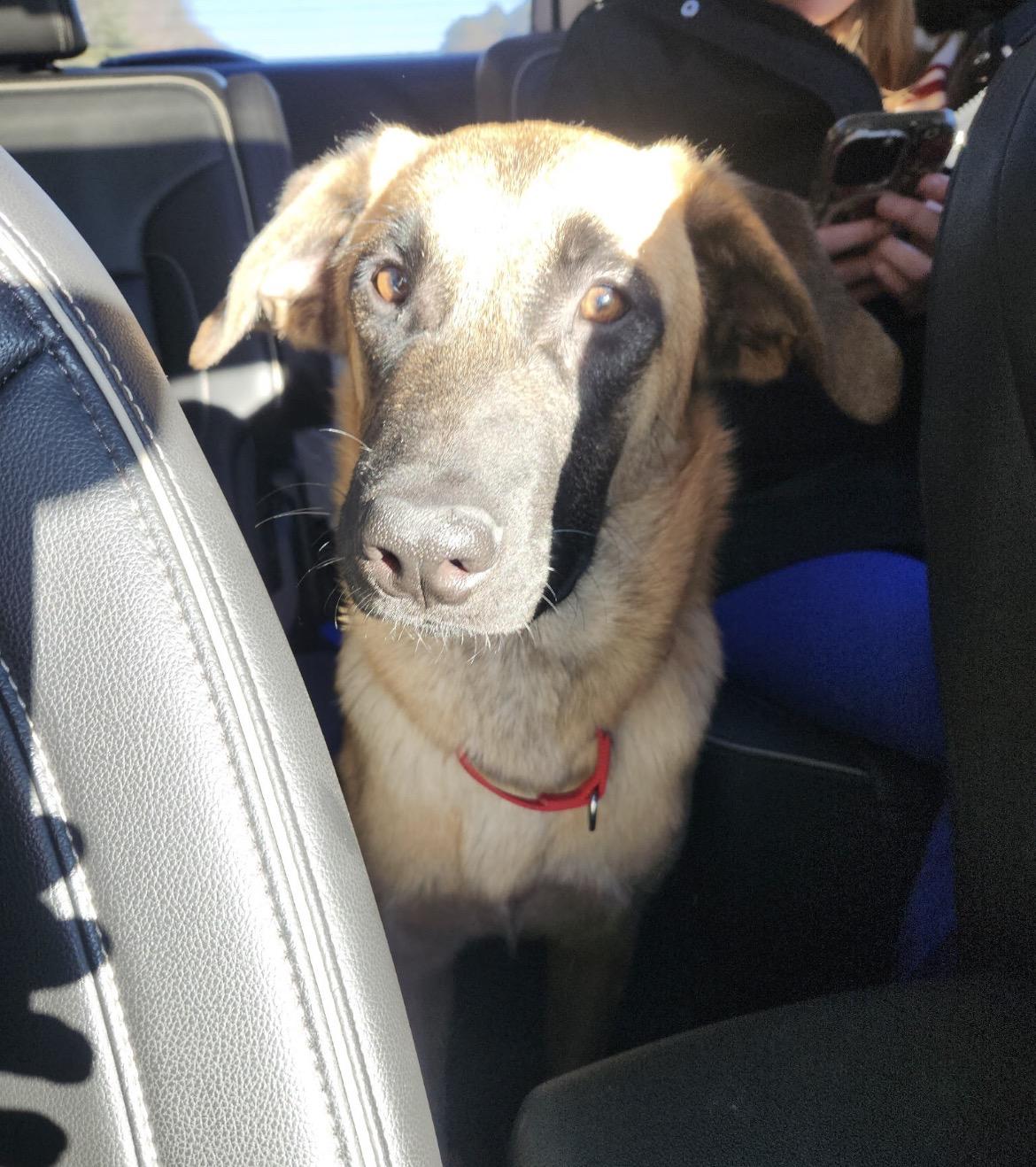 Enlarge Bean, a ADOPTABLE mixed breed in Duxbury, MA image 3/4