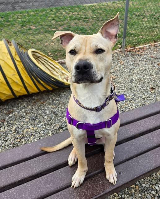 Ricky, Adoptable, Young Male Labrador Retriever & German Shepherd Dog.