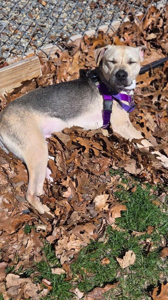 Ricky, a Adoptable mixed breed in Sayreville, NJ image 2/3