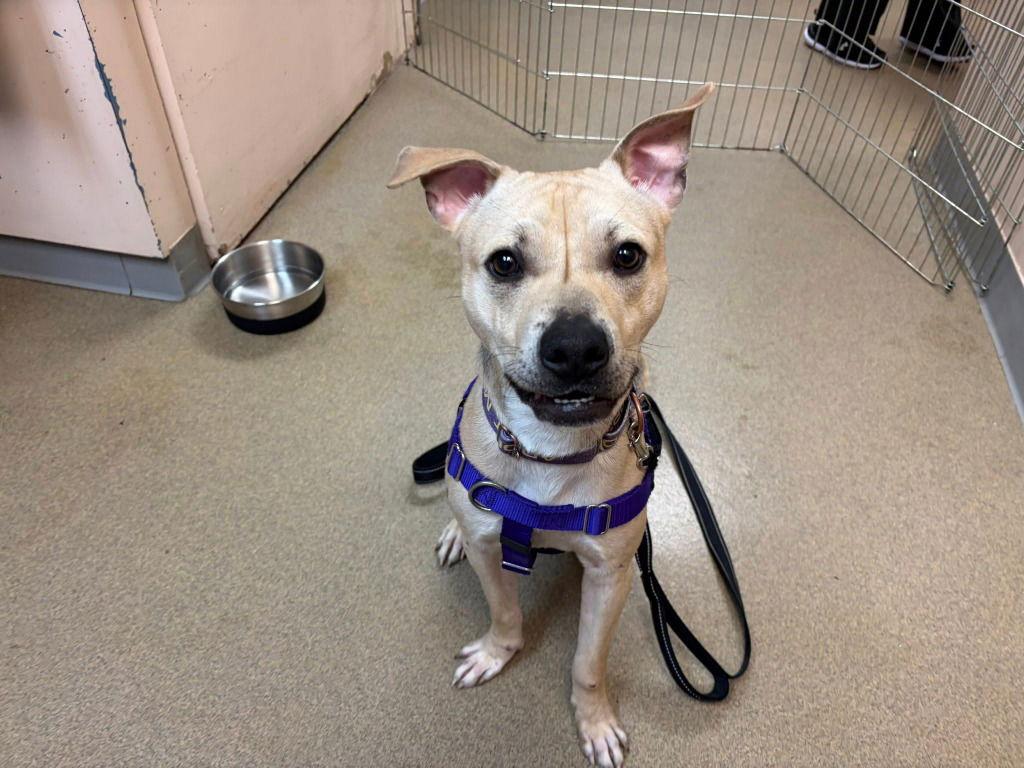 Ricky, a Adoptable mixed breed in Sayreville, NJ image 3/3