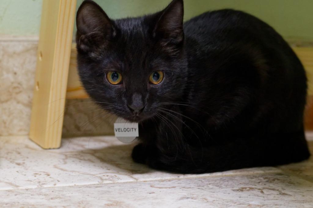 Enlarge Velocity, a Adoptable American Bobtail in Hot Springs, AR image 1/5