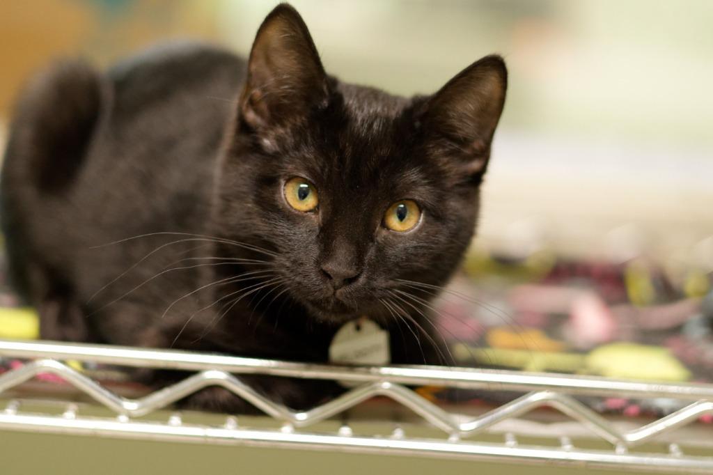 Enlarge Velocity, a Adoptable American Bobtail in Hot Springs, AR image 2/5