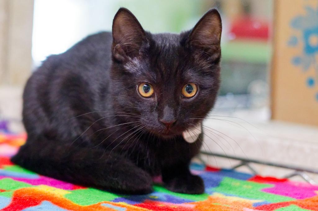 Enlarge Velocity, a Adoptable American Bobtail in Hot Springs, AR image 3/5
