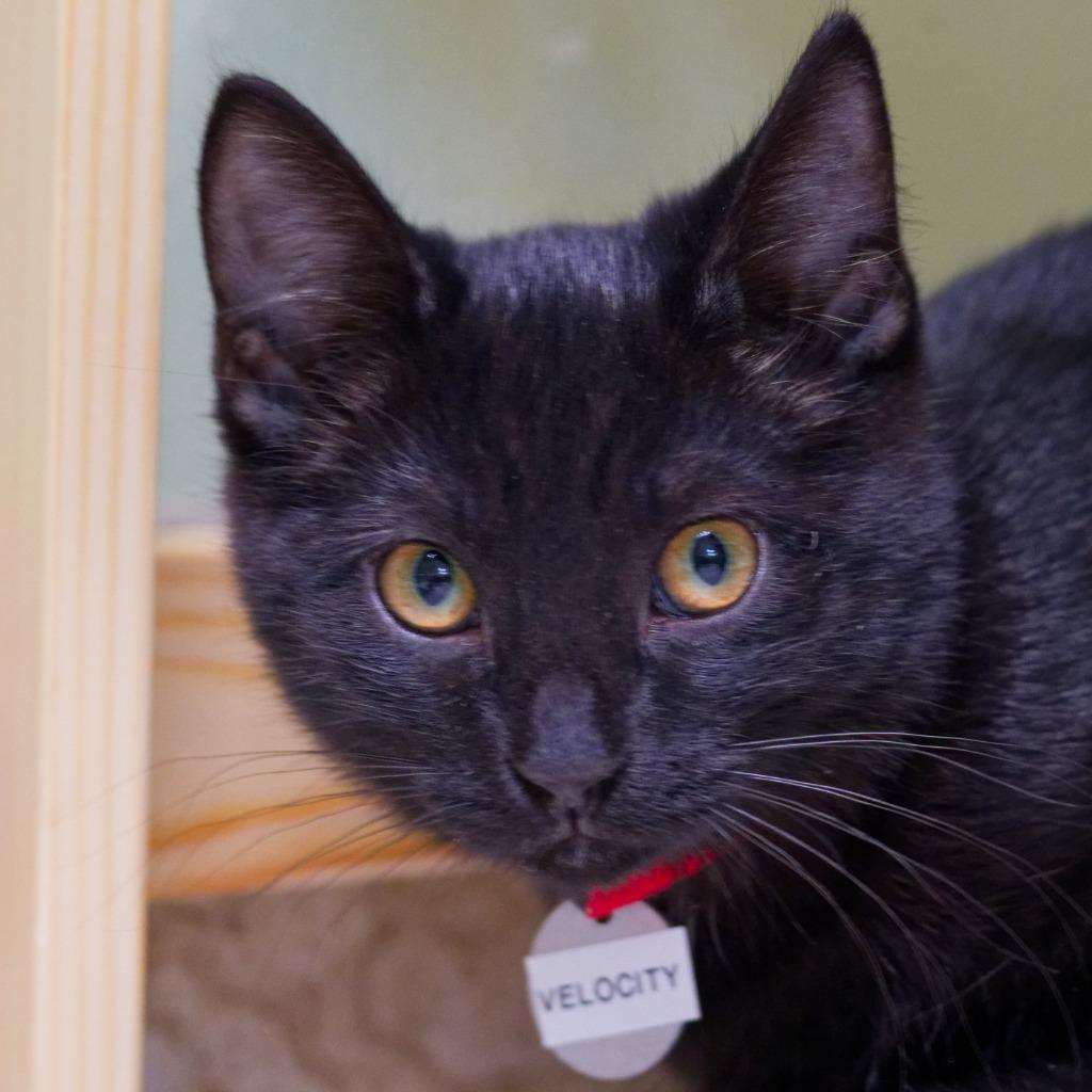 Enlarge Velocity, a Adoptable American Bobtail in Hot Springs, AR image 4/5