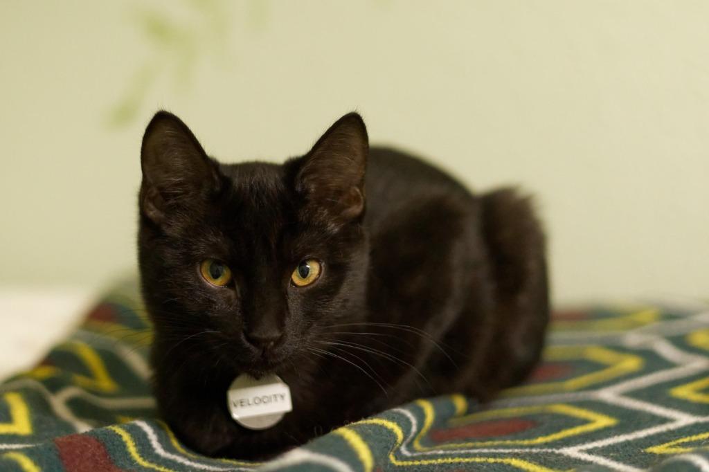 Enlarge Velocity, a Adoptable American Bobtail in Hot Springs, AR image 5/5