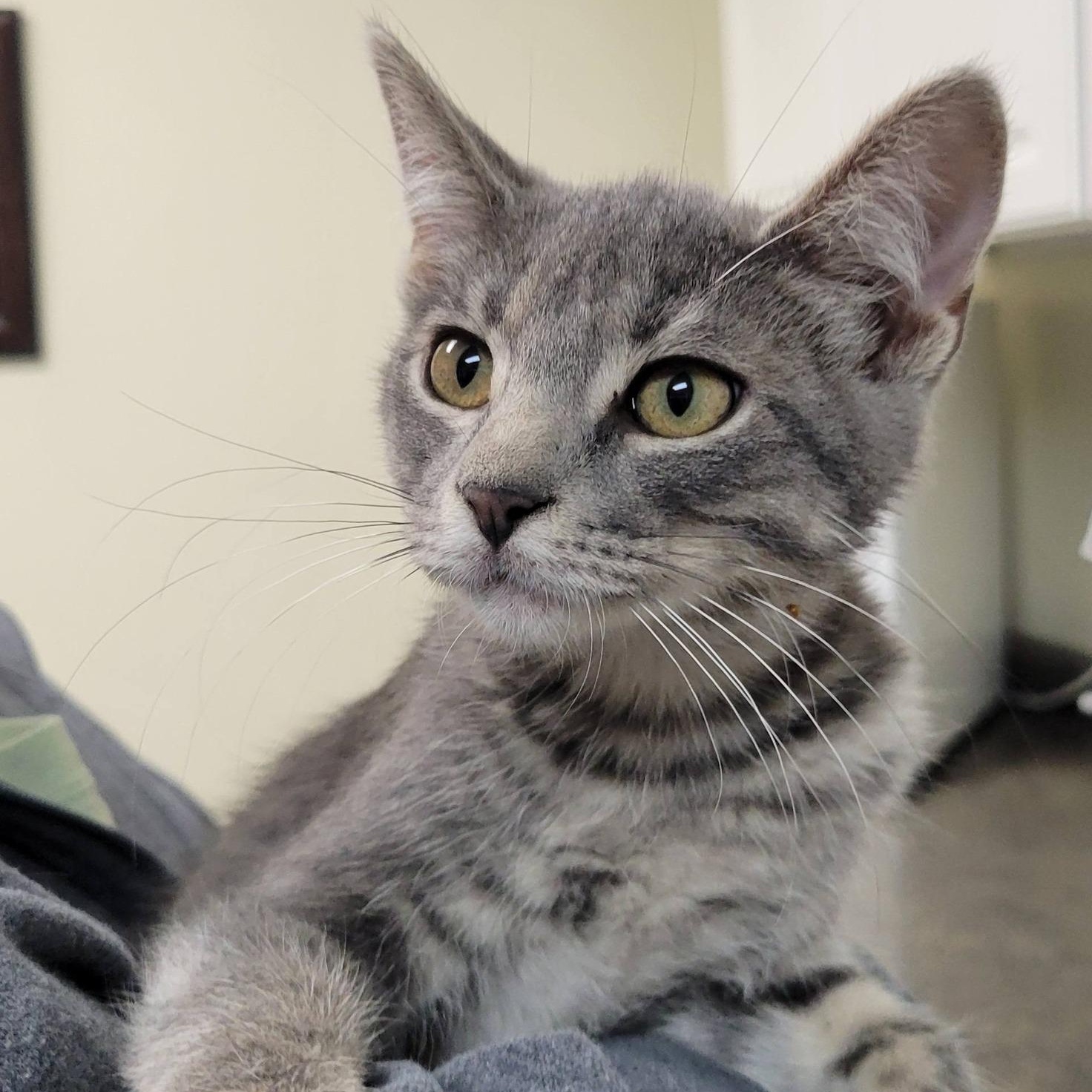Enlarge Monsoon, an adopted Tabby in Mazon, IL image 1/1