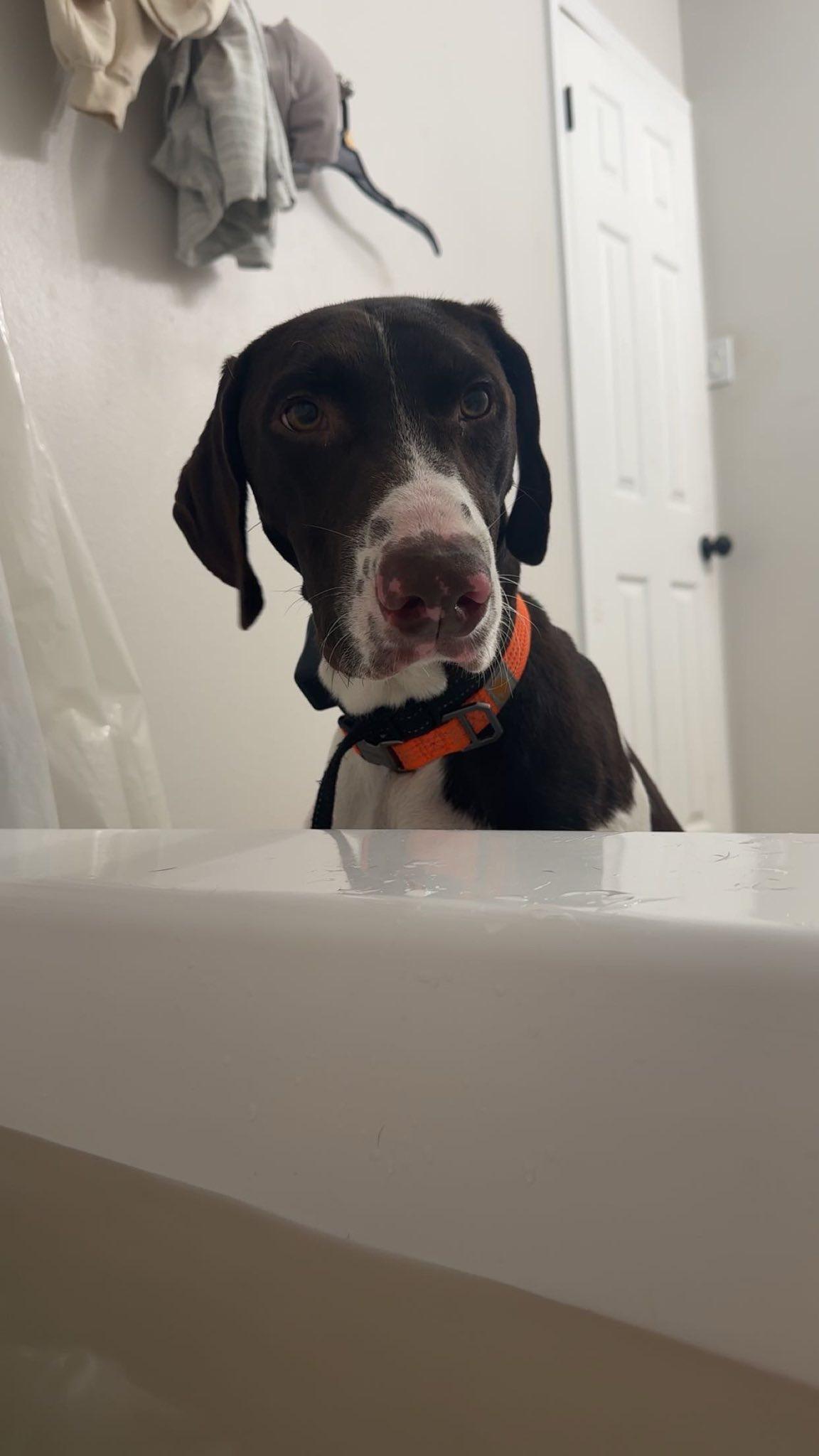 Enlarge Rip, a ADOPTABLE German Shorthaired Pointer in Baker, LA image 2/3