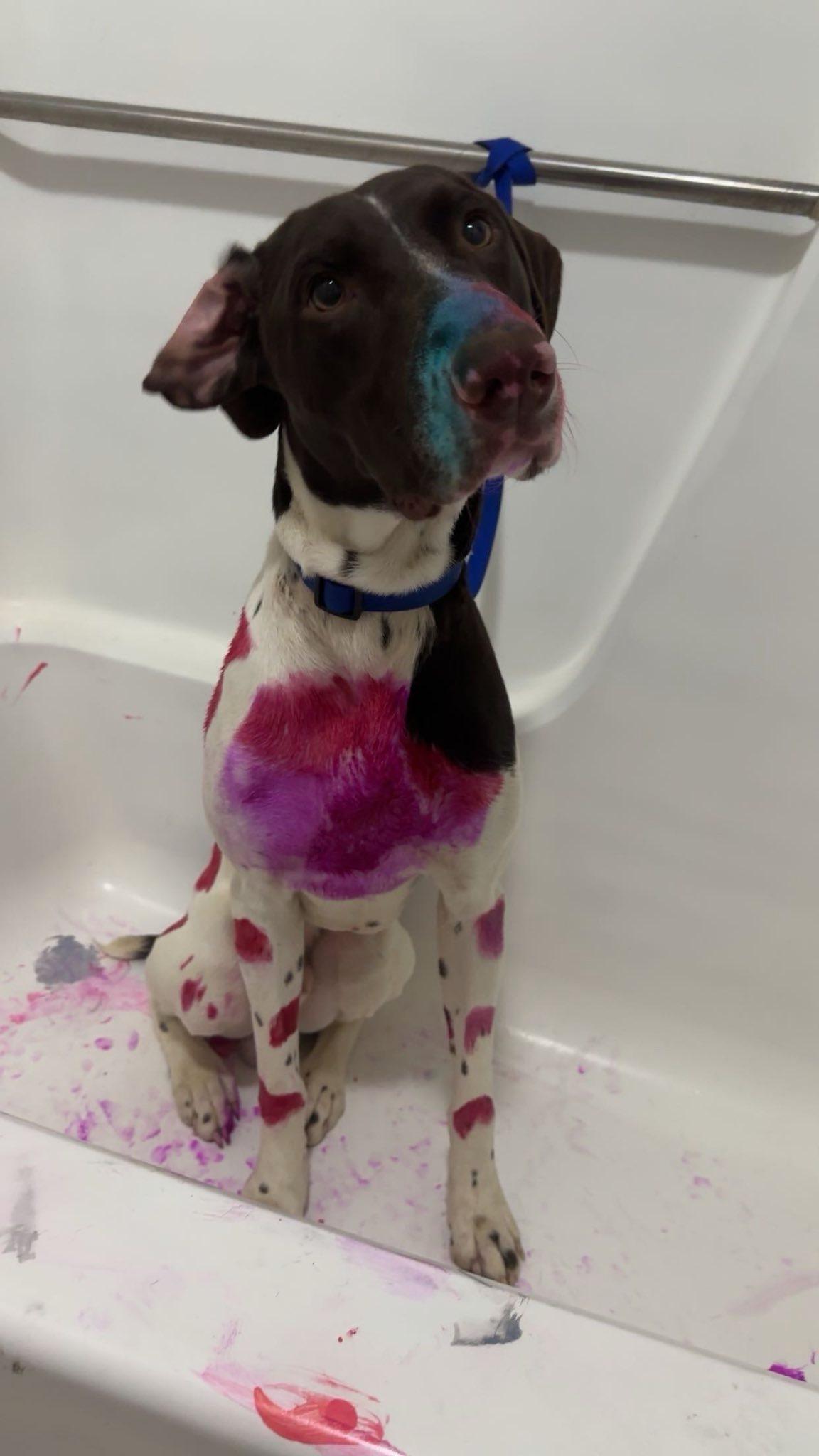 Enlarge Rip, a ADOPTABLE German Shorthaired Pointer in Baker, LA image 3/3