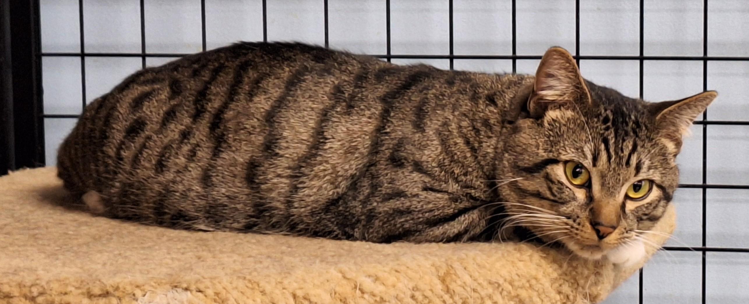 Enlarge Socks, a Adoptable mixed breed in Veradale, WA image 2/4