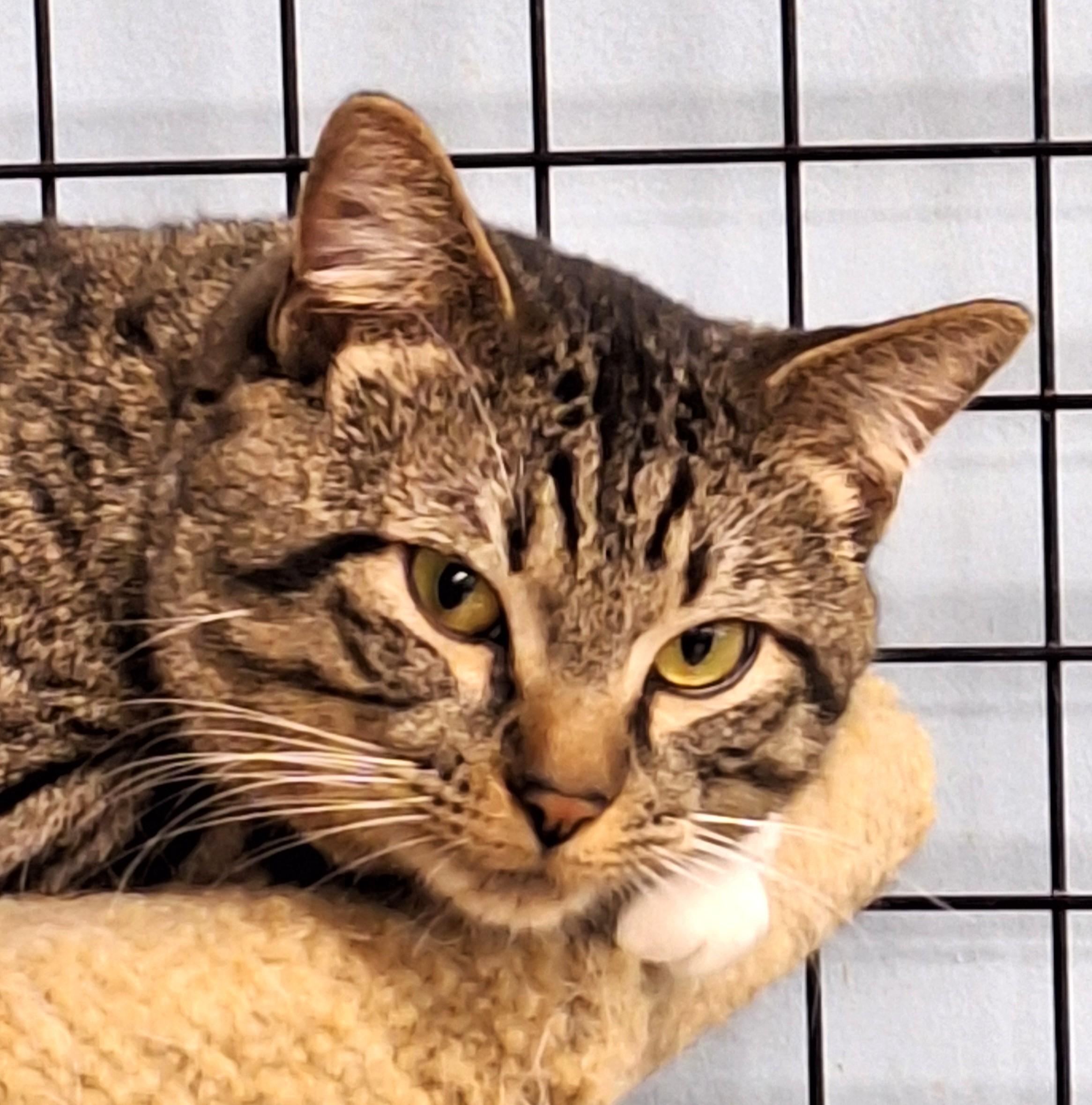 Socks, Adoptable, Adult Male Domestic Short Hair.