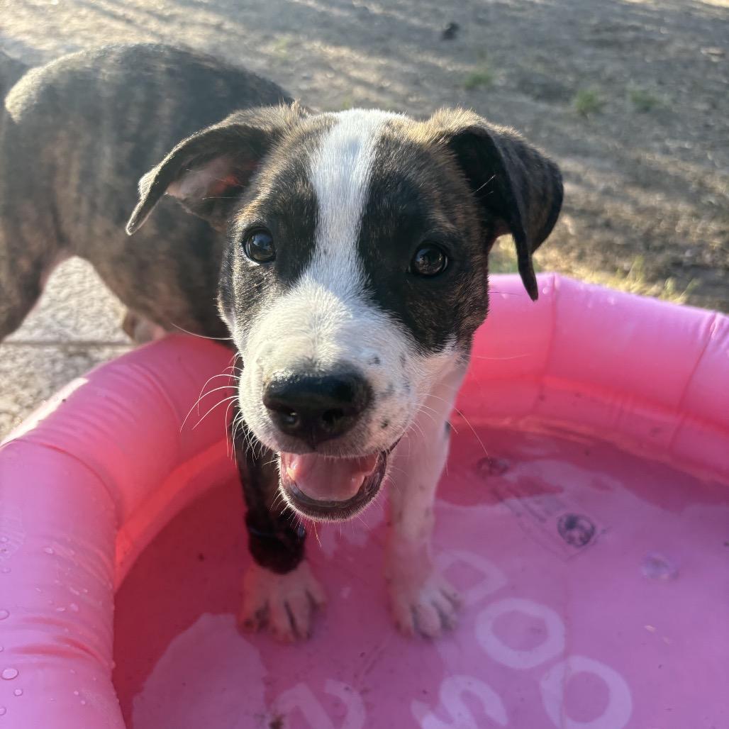 Noodle, a Adoptable mixed breed in Oceanside, CA image 1/4