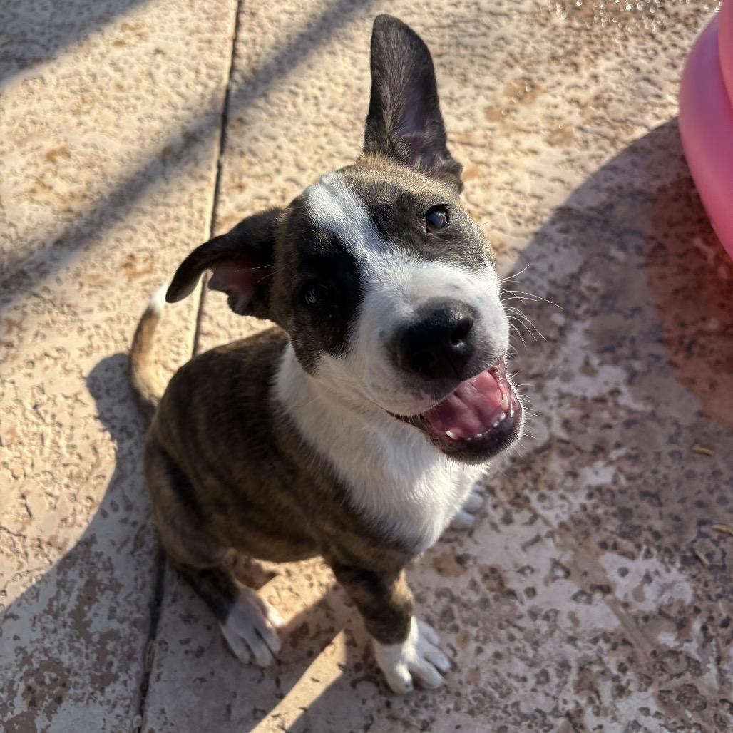 Noodle, a Adoptable mixed breed in Oceanside, CA image 2/4