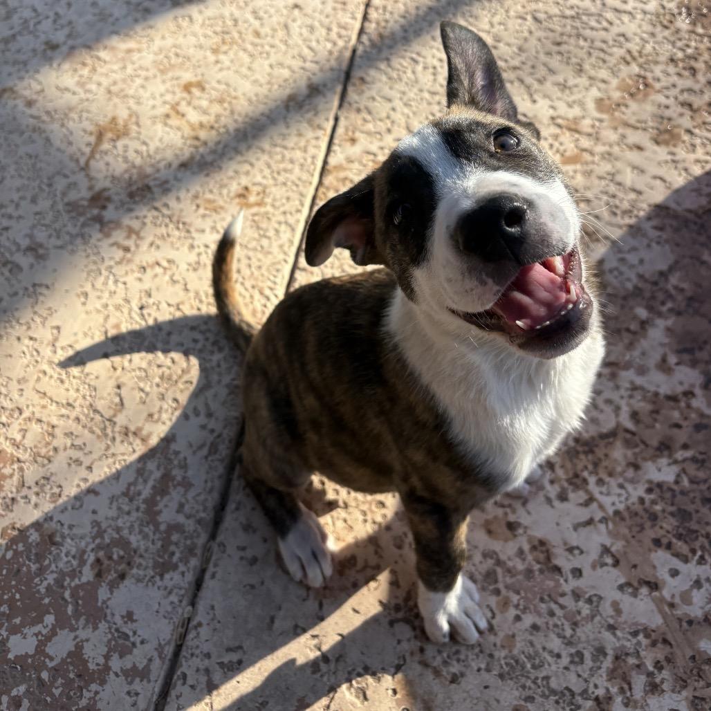 Noodle, a Adoptable mixed breed in Oceanside, CA image 3/4