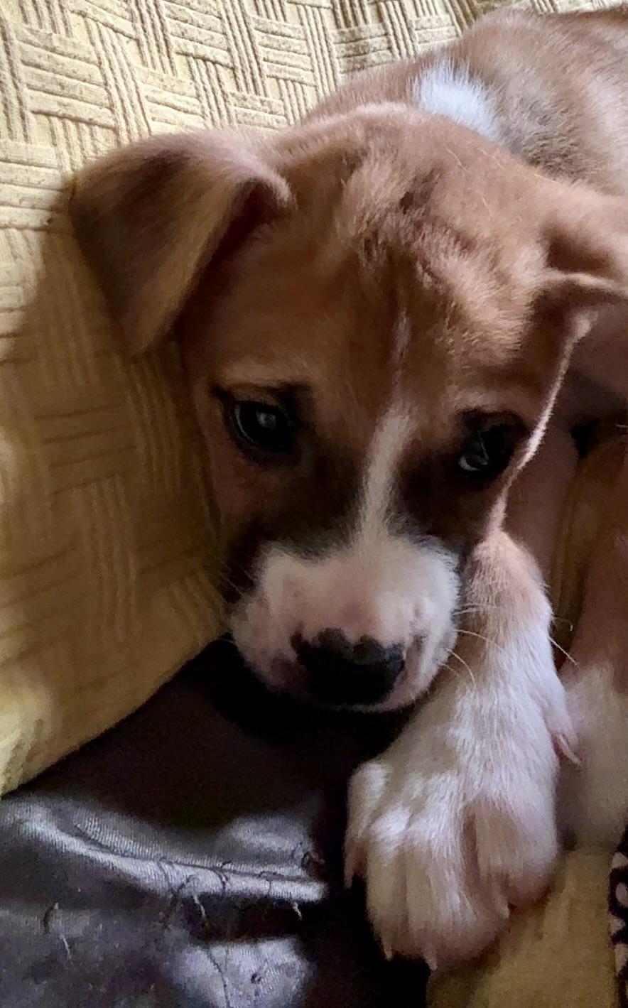 Enlarge Rowan, a ADOPTABLE mixed breed in Wildomar, CA image 2/4