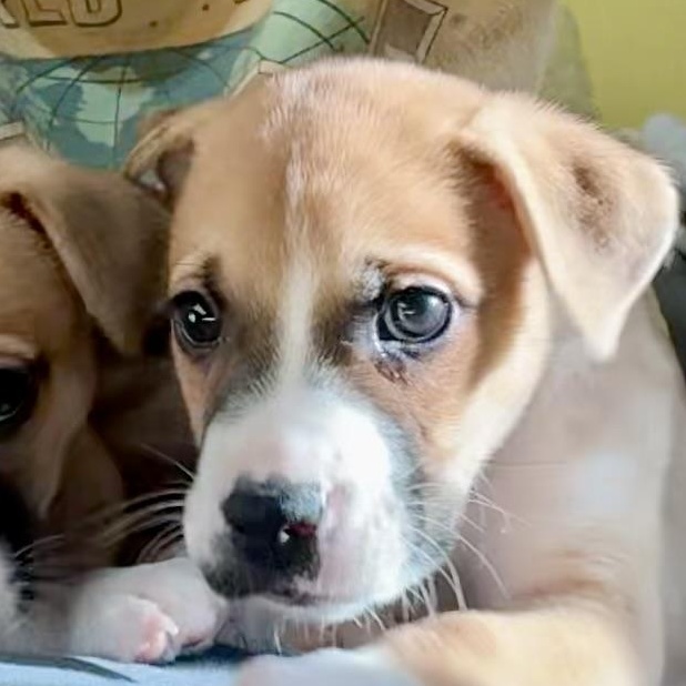 Rowan, ADOPTABLE, Puppy Male Boxer & Husky.