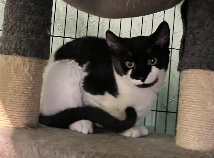 Enlarge Lacey, a ADOPTABLE American Shorthair in Caribou, ME image 1/1