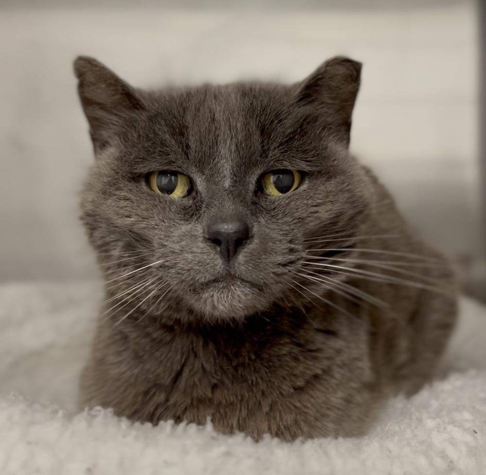 Enlarge Blue, a Adoptable mixed breed in Jamestown, CA image 1/1