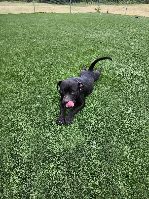 Tobias, Adoptable, Adult Male Pit Bull Terrier & Mixed Breed.