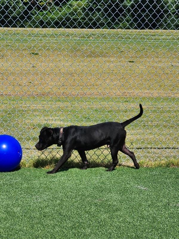 Enlarge Tobias, a Adoptable mixed breed in Jackson, TN image 2/6