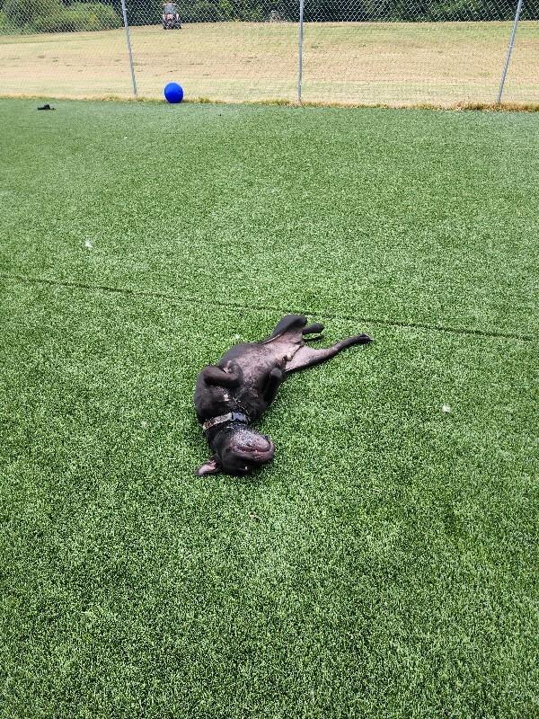 Enlarge Tobias, a Adoptable mixed breed in Jackson, TN image 3/6