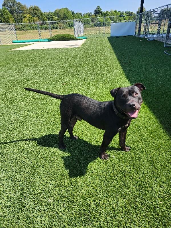 Enlarge Tobias, a Adoptable mixed breed in Jackson, TN image 4/6