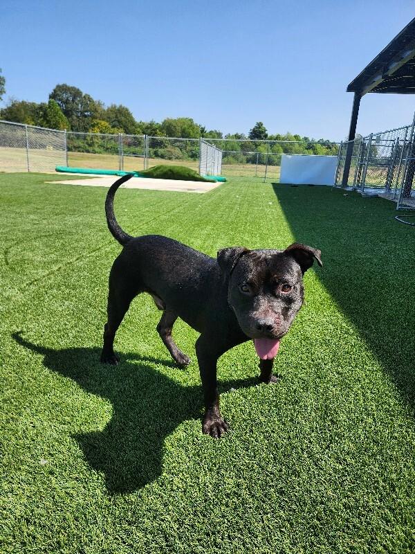 Enlarge Tobias, a Adoptable mixed breed in Jackson, TN image 5/6