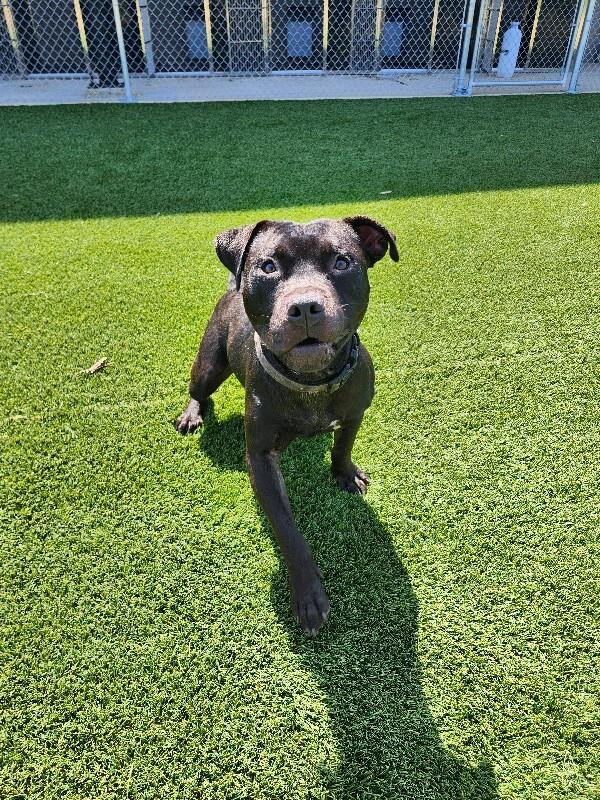 Enlarge Tobias, a Adoptable mixed breed in Jackson, TN image 6/6