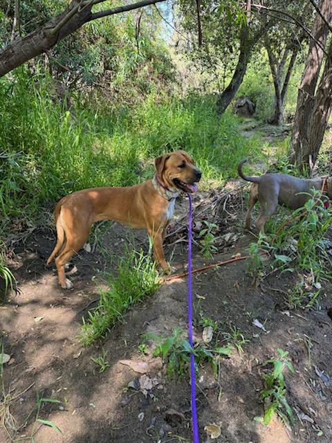 Goldie, a Adopted mixed breed in Encino, CA image 2/4