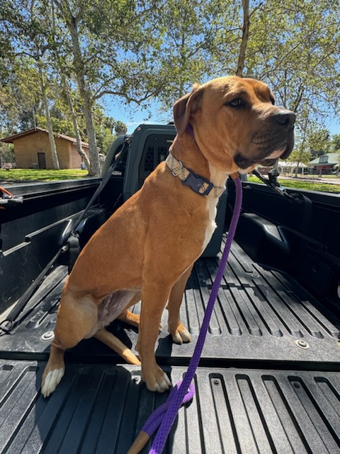 Goldie, a Adopted mixed breed in Encino, CA image 1/4