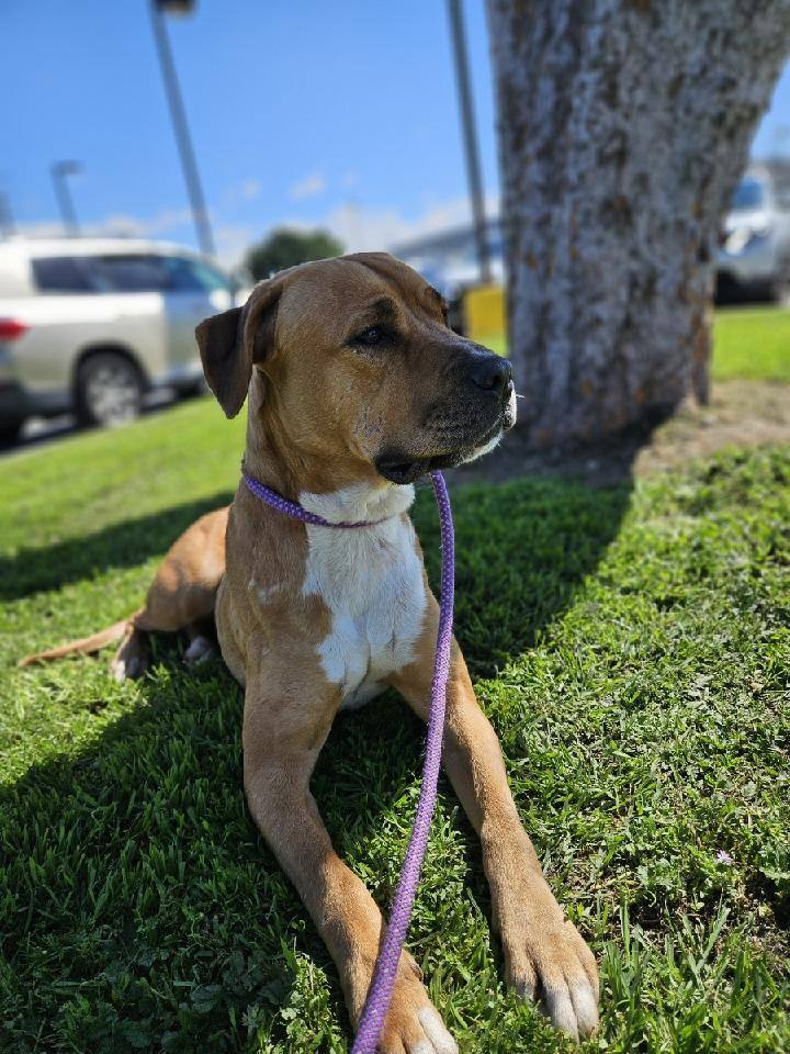 Goldie, a Adopted mixed breed in Encino, CA image 4/4