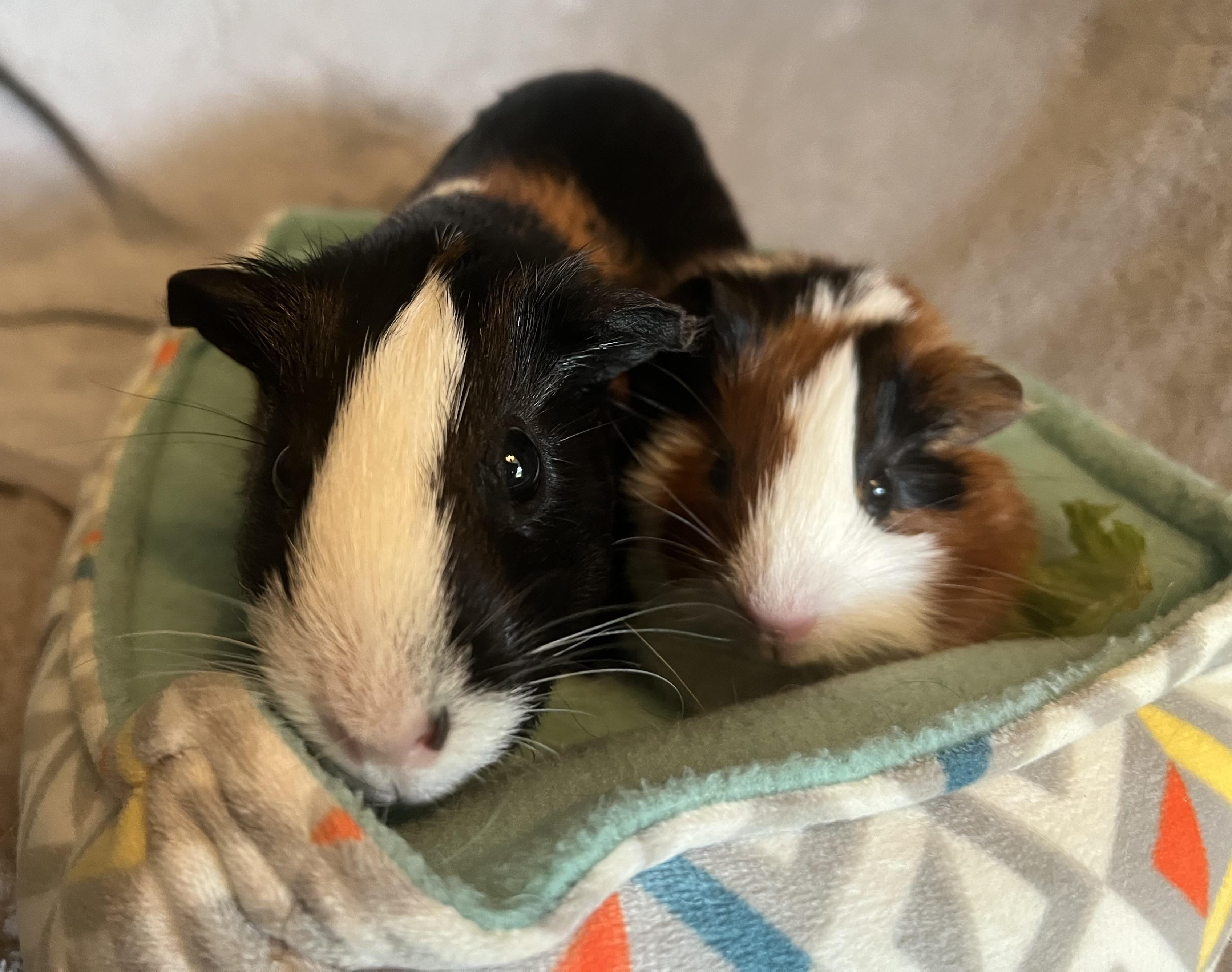 Enlarge Mona Lisa & Clover, an adopted Guinea Pig in Austin, TX image 5/6
