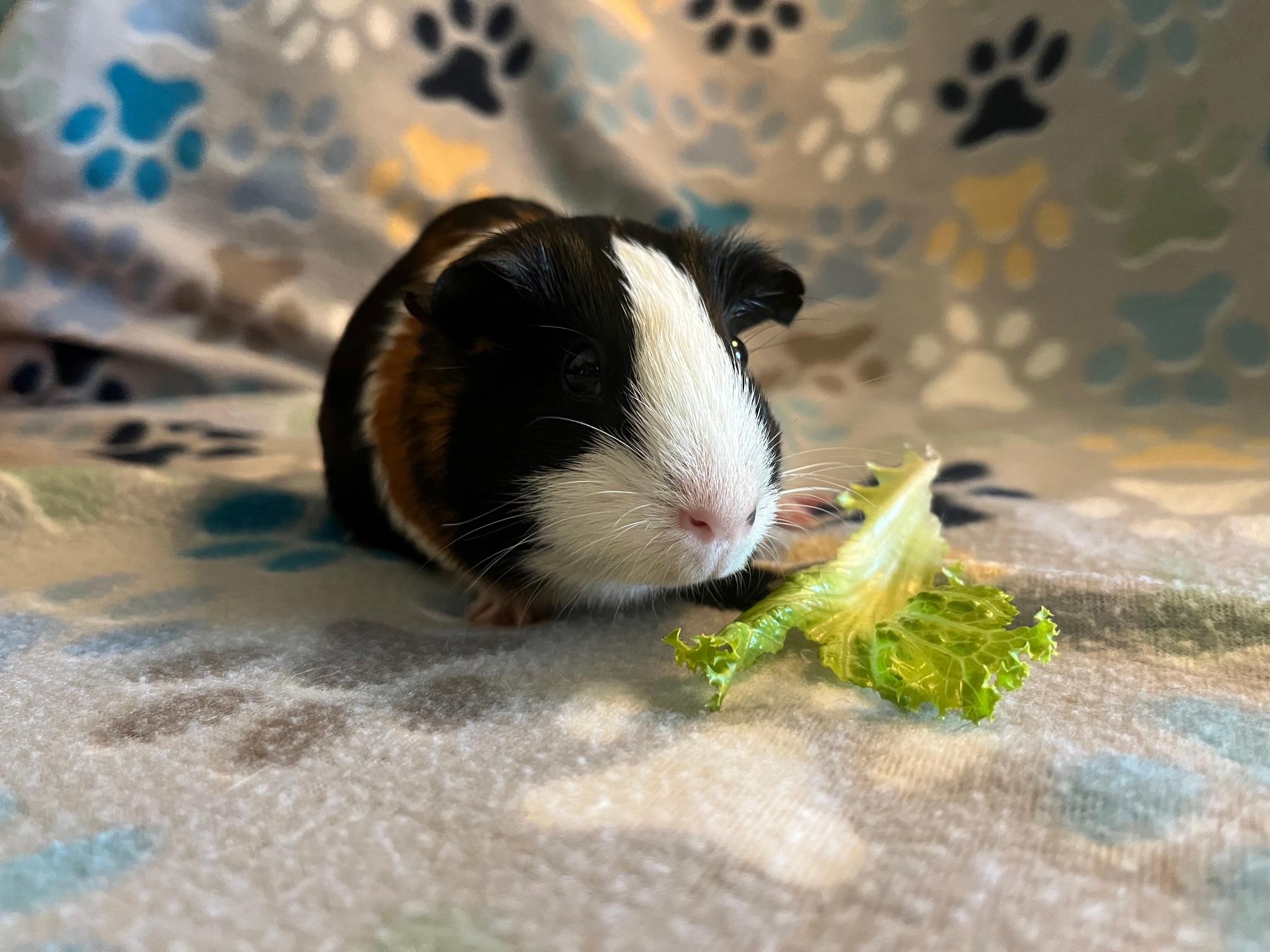 Enlarge Mona Lisa & Clover, an adopted Guinea Pig in Austin, TX image 4/6