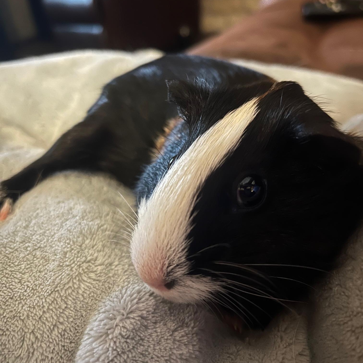 Enlarge Mona Lisa & Clover, an adopted Guinea Pig in Austin, TX image 3/6