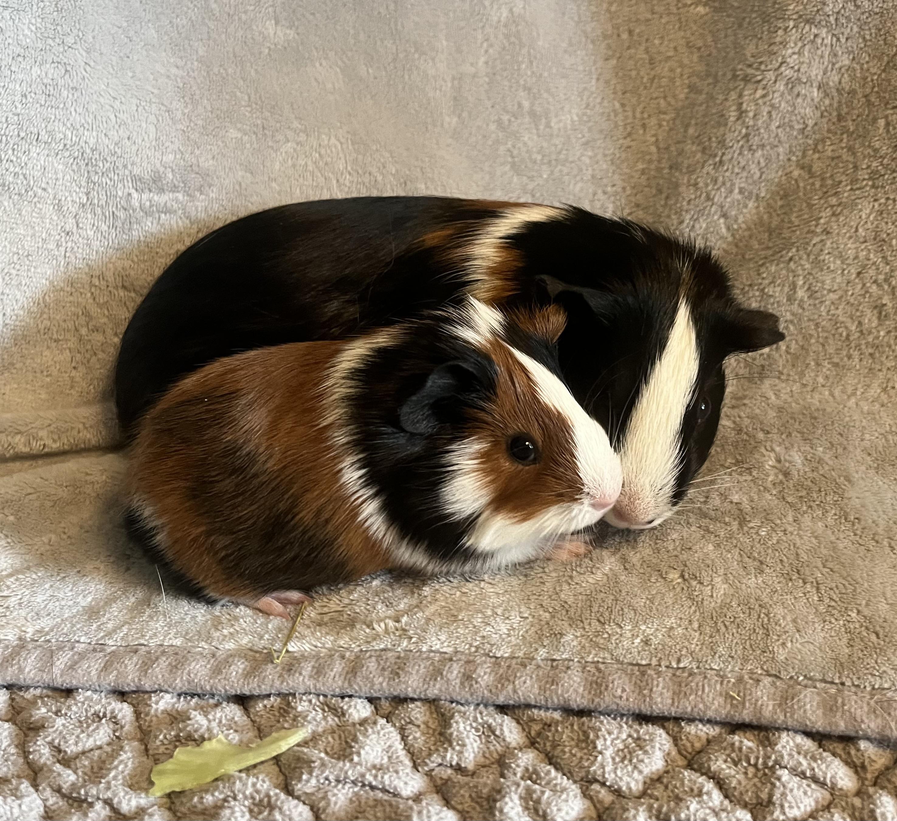 Enlarge Mona Lisa & Clover, an adopted Guinea Pig in Austin, TX image 2/6