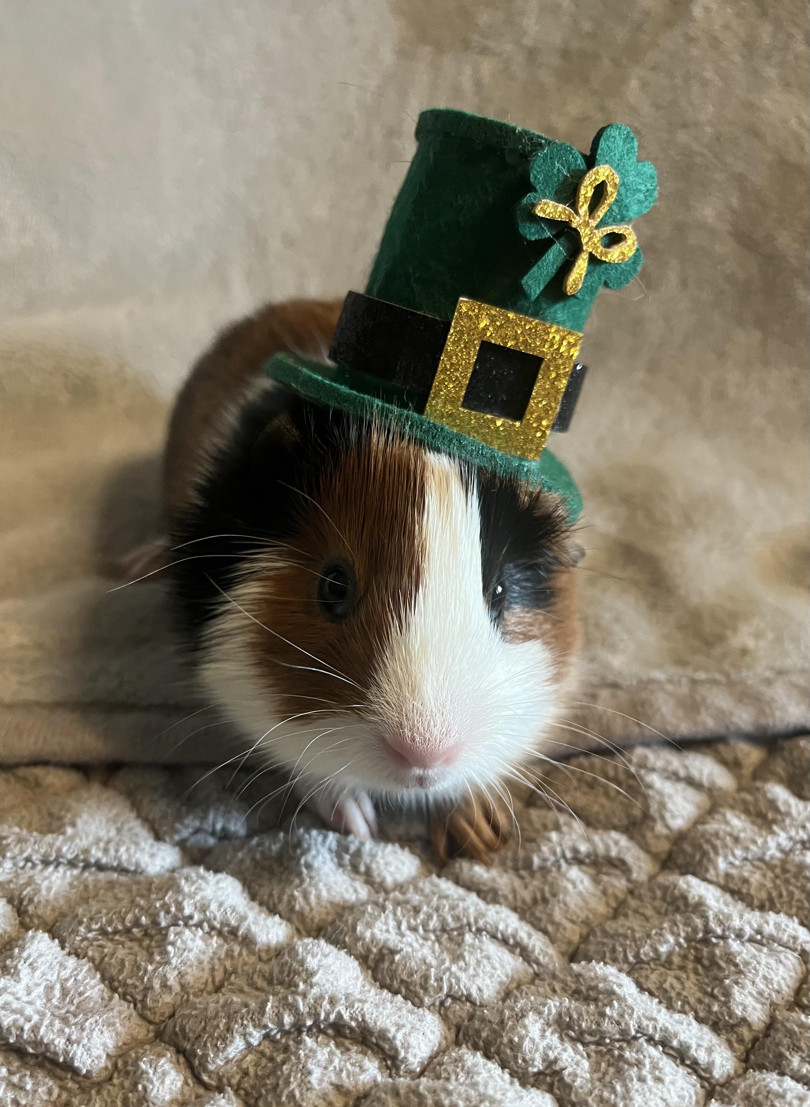 Enlarge Mona Lisa & Clover, an adopted Guinea Pig in Austin, TX image 6/6