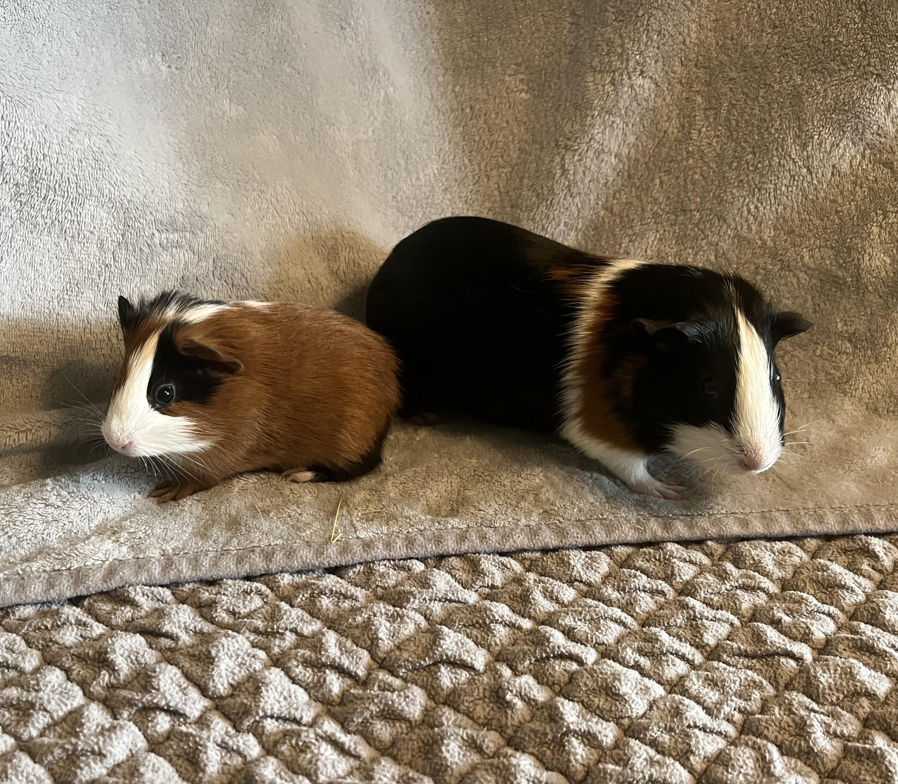 Mona Lisa & Clover, adopted, Young Female Guinea Pig.