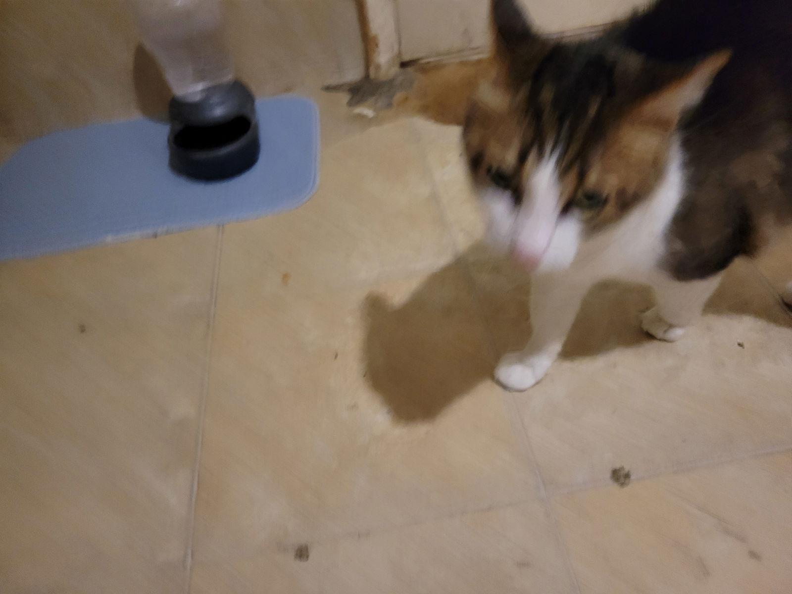 Henry, Adoptable, Adult Male Domestic Long Hair.