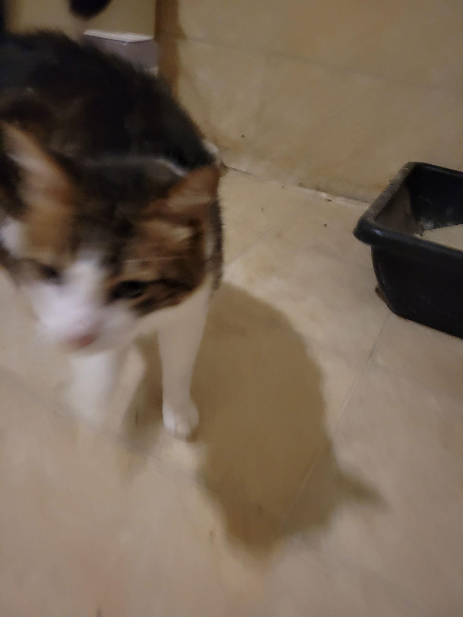 Enlarge Henry, a Adoptable Domestic Long Hair in Hartselle, AL image 2/2