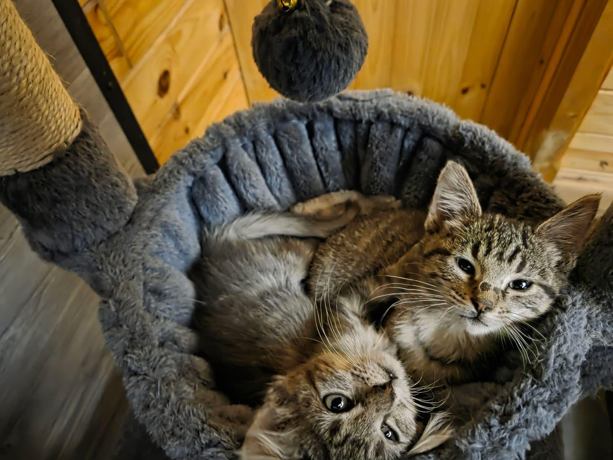 Dory, ADOPTABLE, Kitten Male Domestic Short Hair.