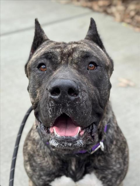 Enlarge *HANK, a Adoptable Cane Corso in Woodland, CA image 1/1